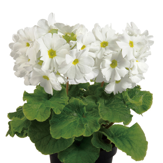 プリムラ オブコニカ F1　タッチミー シリーズ 