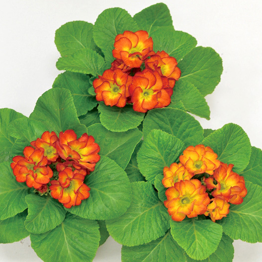 プリムラ ジュリアン　キャンディ シリーズ 