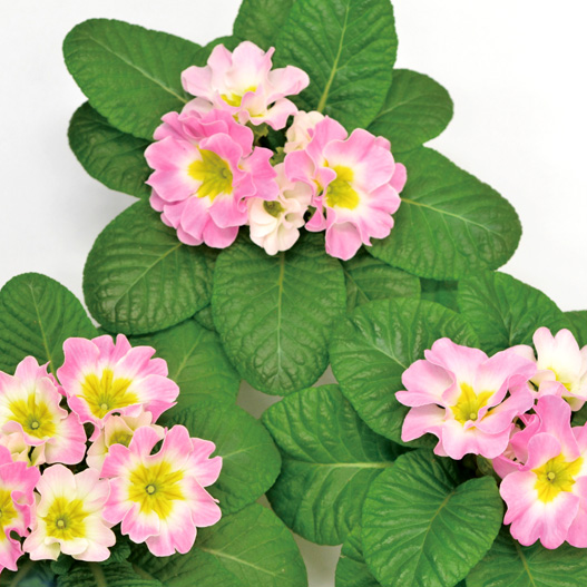 プリムラ ジュリアン　キャンディ シリーズ 