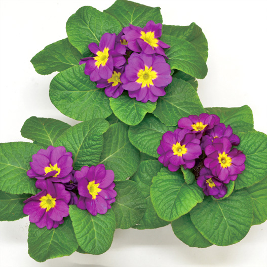 プリムラ ジュリアン　キャンディ シリーズ 