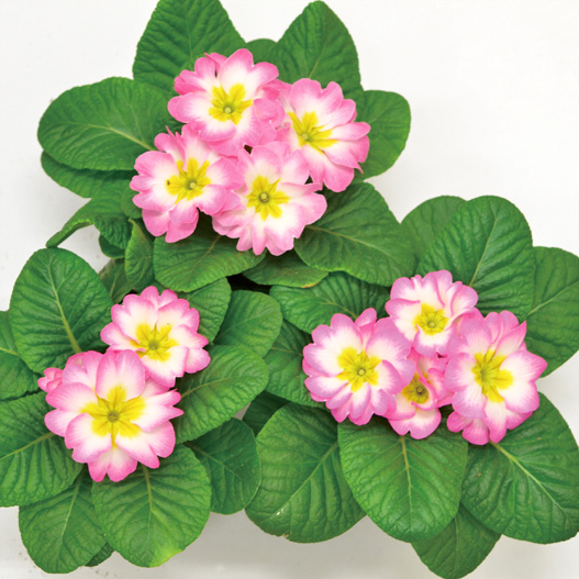 プリムラ ジュリアン　キャンディ シリーズ 