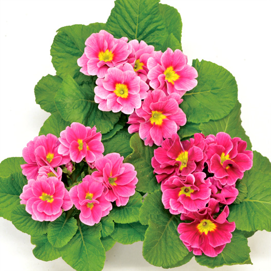 プリムラ ジュリアン　キャンディ シリーズ 