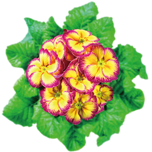 プリムラ アコーリス　ビッグドリーム シリーズ 