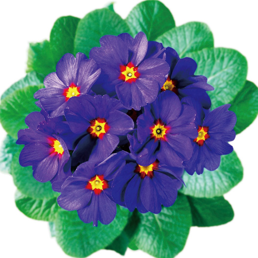 プリムラ アコーリス　ビッグドリーム シリーズ 