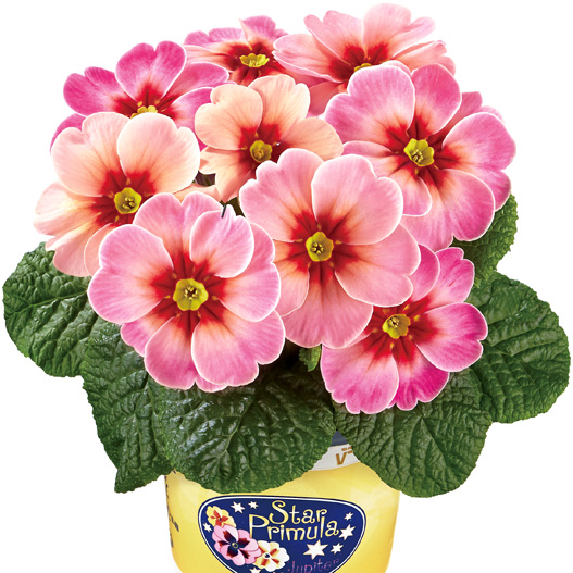 プリムラ アコーリス　ジュピター シリーズ 