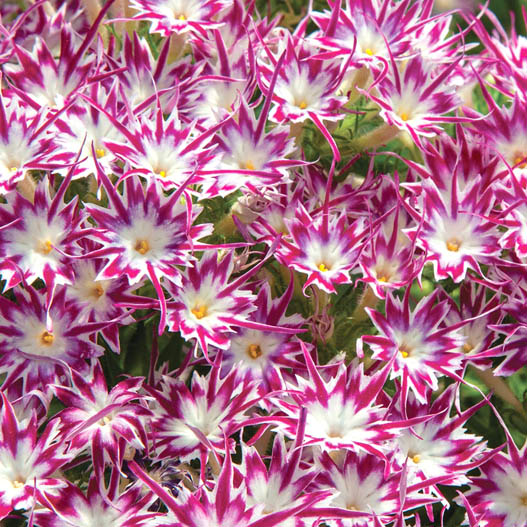 フロックス　ポップスター シリーズ 