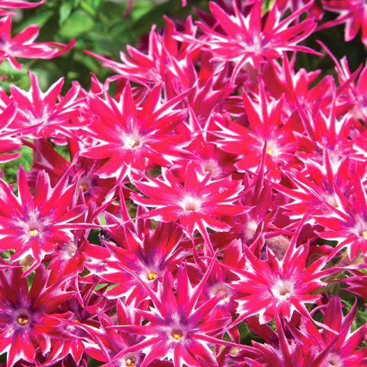 フロックス　ポップスター シリーズ 