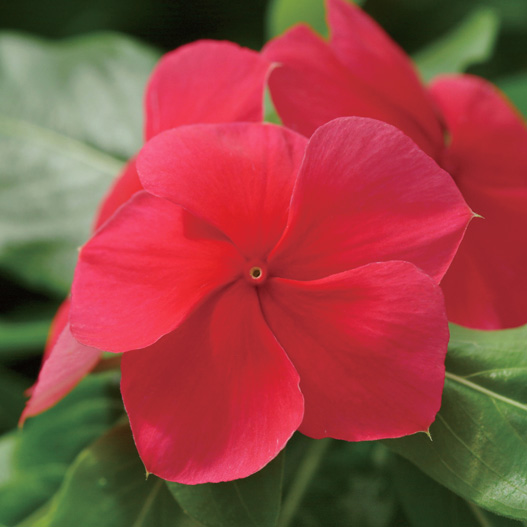 ビンカ　メディテラネアンXP シリーズ 