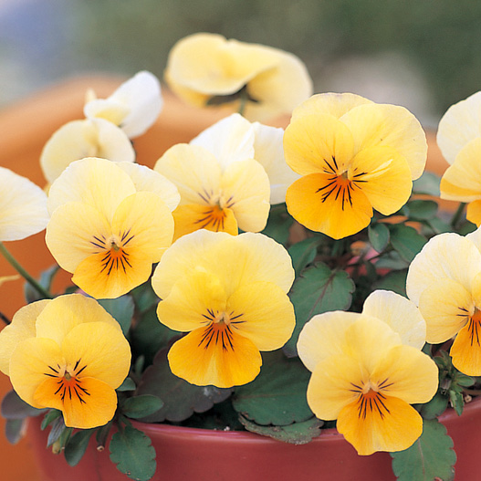 ビオラ F1　フローラルパワー シリーズ 