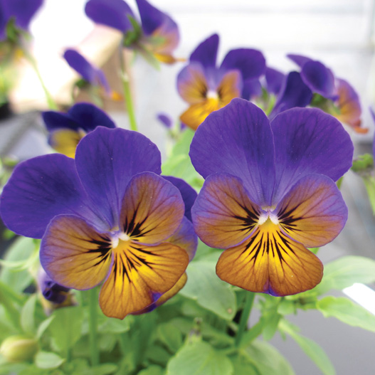 ビオラ F1　フローラルパワー シリーズ 