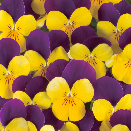 ビオラ F1　フローラルパワー シリーズ 