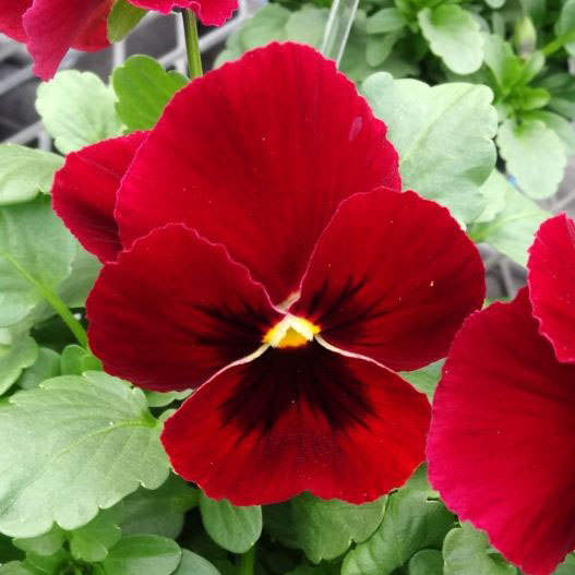 ビオラ F1　フローラルパワー シリーズ 