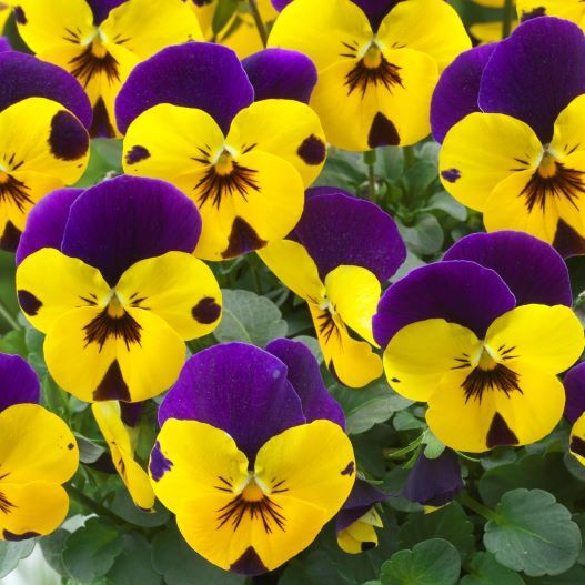 ビオラ F1　フローラルパワー シリーズ 