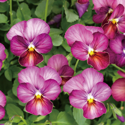 ビオラ　ももか シリーズ 