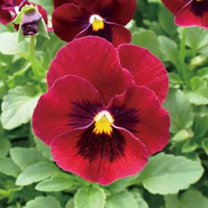 ビオラ　ももか シリーズ 