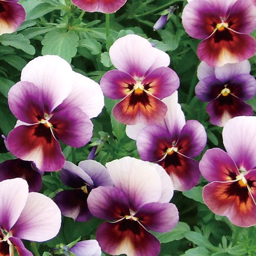 ビオラ　ももか シリーズ 