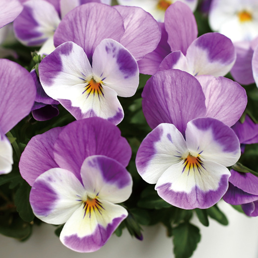 ビオラ　ももか シリーズ 