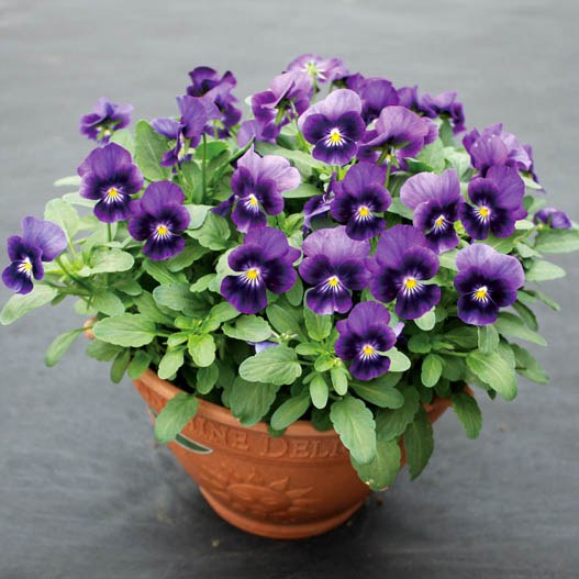 ビオラ　ももか シリーズ 