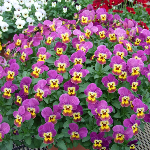 ビオラ　ももか シリーズ 