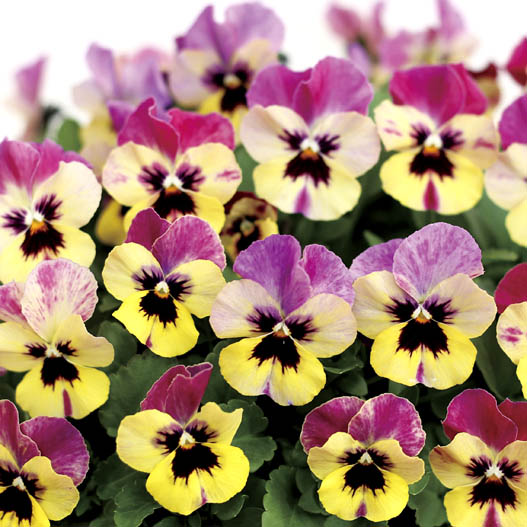 ビオラ　ももか シリーズ 