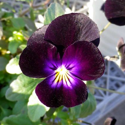 ビオラ　ももか シリーズ 