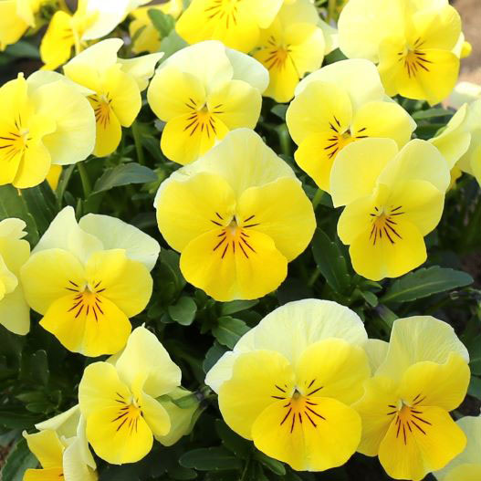 ビオラ　ももか シリーズ 