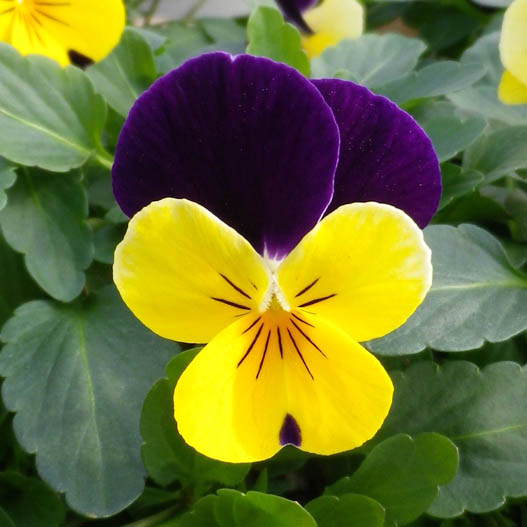 ビオラ　ももか シリーズ 