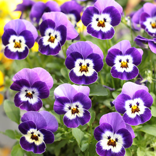 ビオラ　ももか シリーズ 