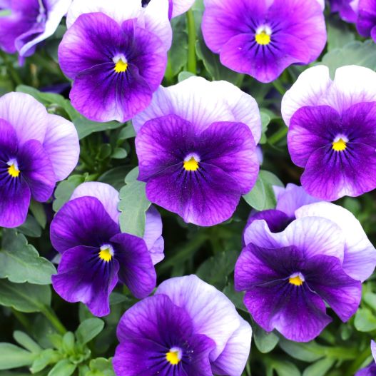 ビオラ　ももか シリーズ 