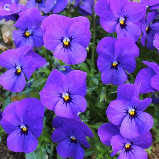 ビオラ　ももか シリーズ 