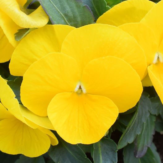 ビオラ　ももか シリーズ 