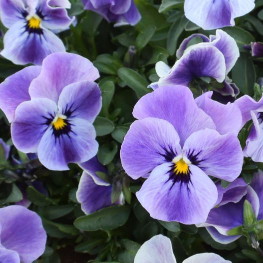 ビオラ　ももか シリーズ 