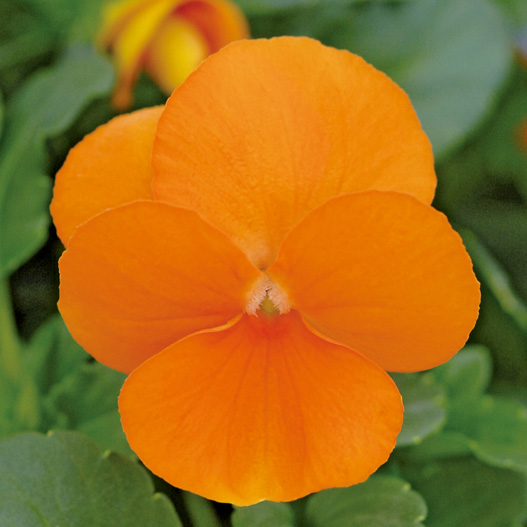 ビオラ F1　ペニー シリーズ 