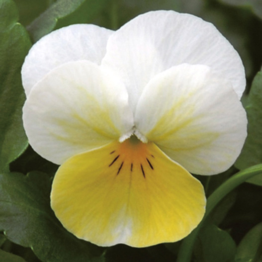 ビオラ F1　ペニー シリーズ 