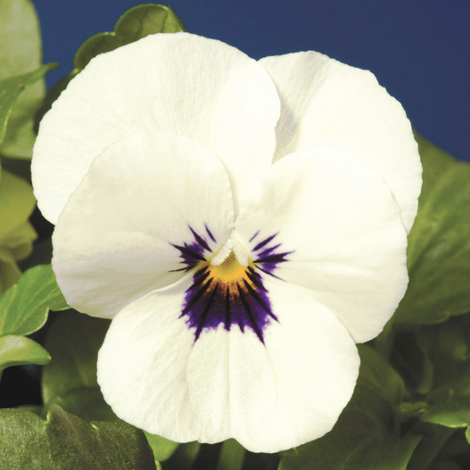 ビオラ F1　ペニー シリーズ 