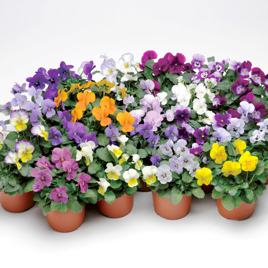 ビオラ F1　ペニー シリーズ 