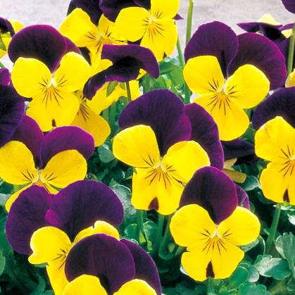 ビオラ F1　ペニー シリーズ 