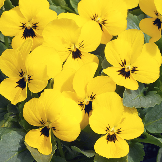 ビオラ F1　ペニー シリーズ 