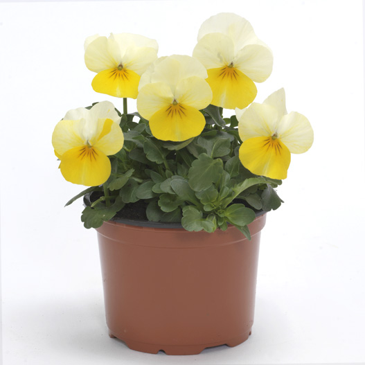 ビオラ F1　ソルベ シリーズ 