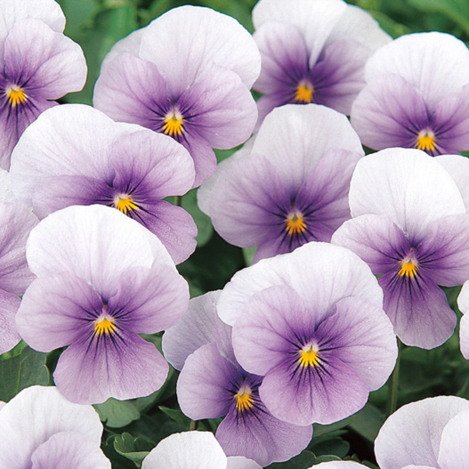 ビオラ F1　ソルベ シリーズ 