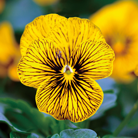 ビオラ F1　ソルベ シリーズ 