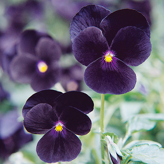 ビオラ F1　ソルベ シリーズ 