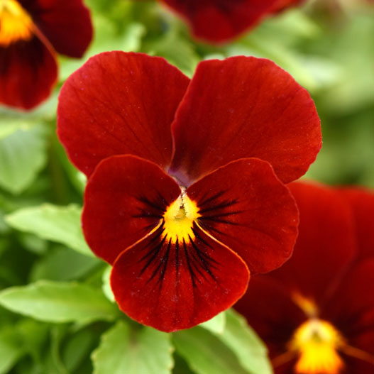 ビオラ F1　ソルベXP シリーズ 