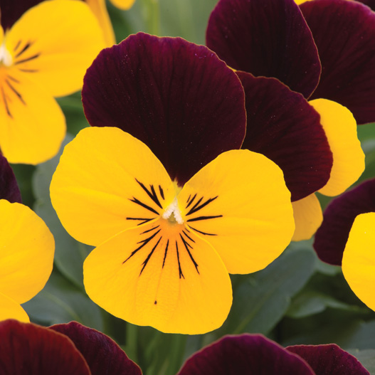 ビオラ F1　ソルベXP シリーズ 