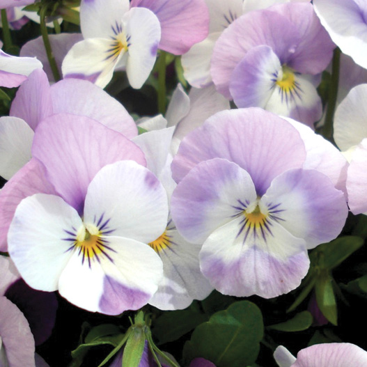 ビオラ F1　ソルベXP シリーズ 