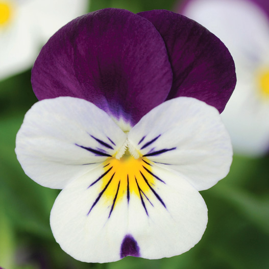 ビオラ F1　ソルベXP シリーズ 