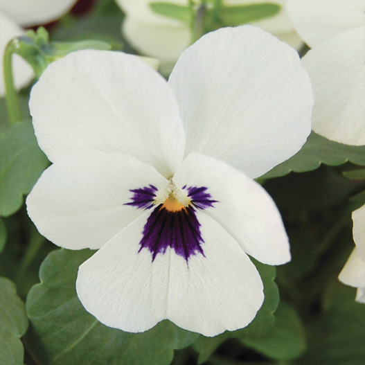 ビオラ F1　ソルベXP シリーズ 