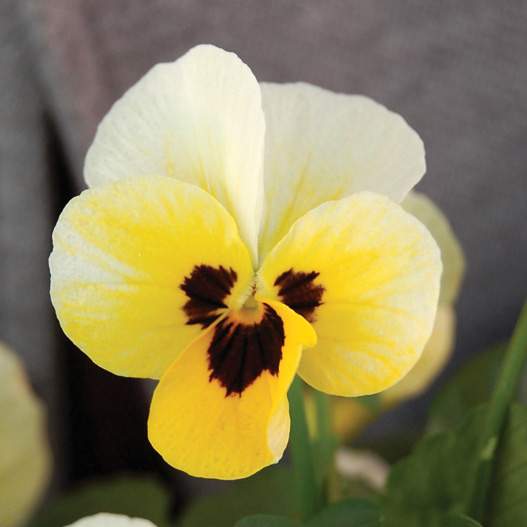 ビオラ F1　ソルベXP シリーズ 