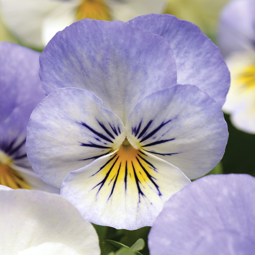 ビオラ F1　ソルベXP シリーズ 