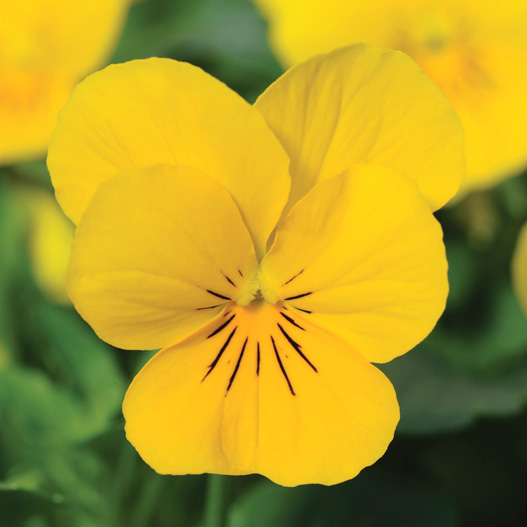 ビオラ F1　ソルベXP シリーズ 